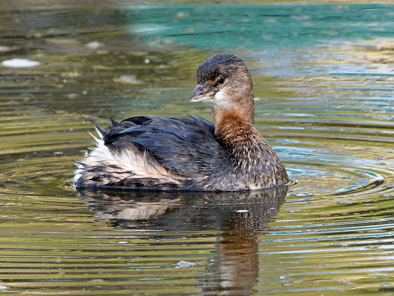 Grebe6.jpg