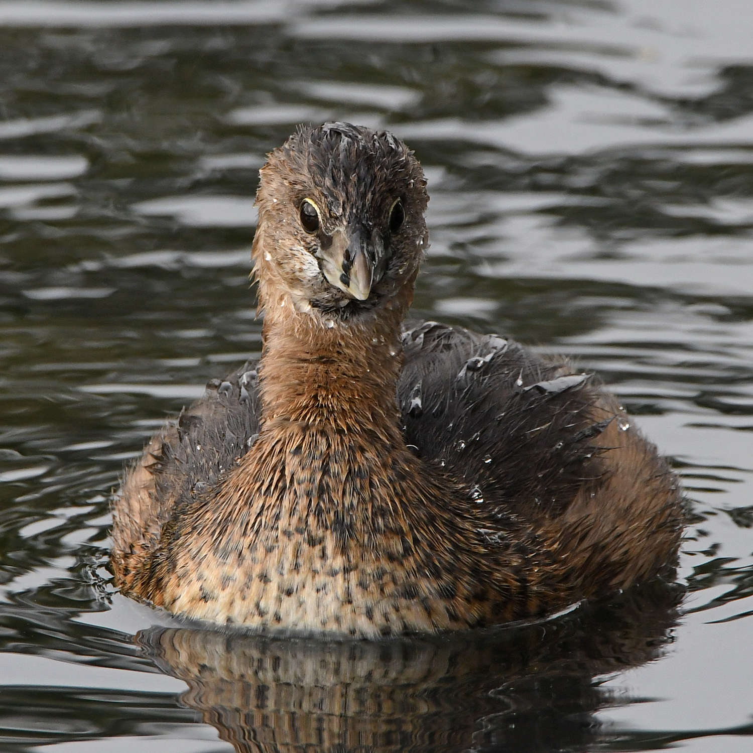 Grebe6.jpg