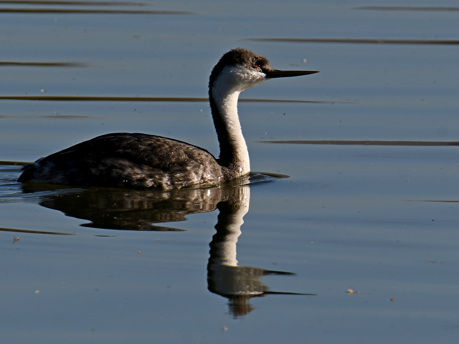 Grebe6.jpg
