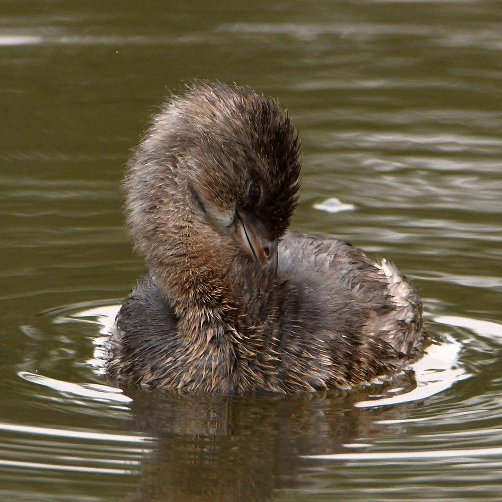 Grebe7.jpg