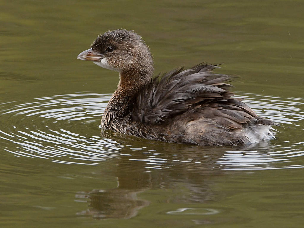 Grebe7.jpg