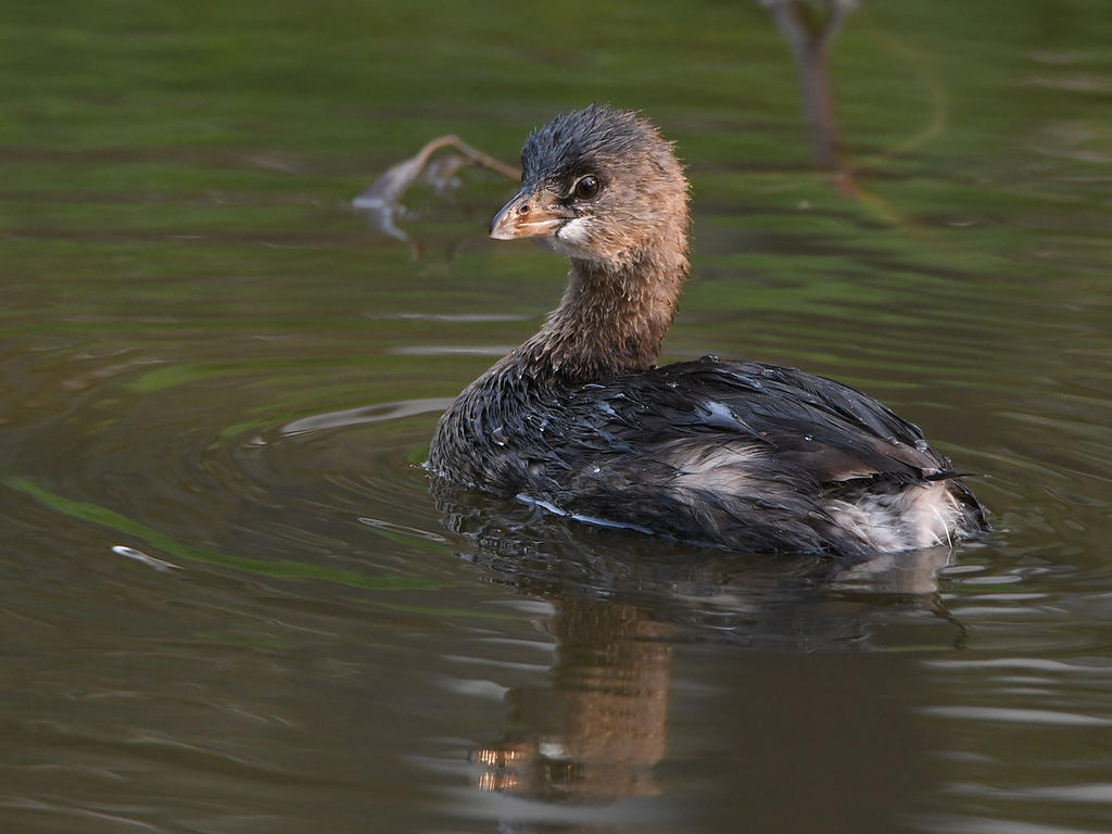 Grebe7.jpg