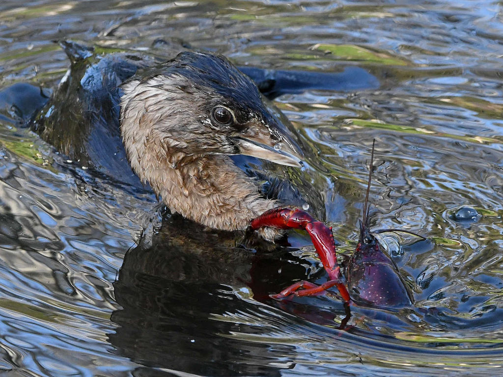 Grebe7.jpg