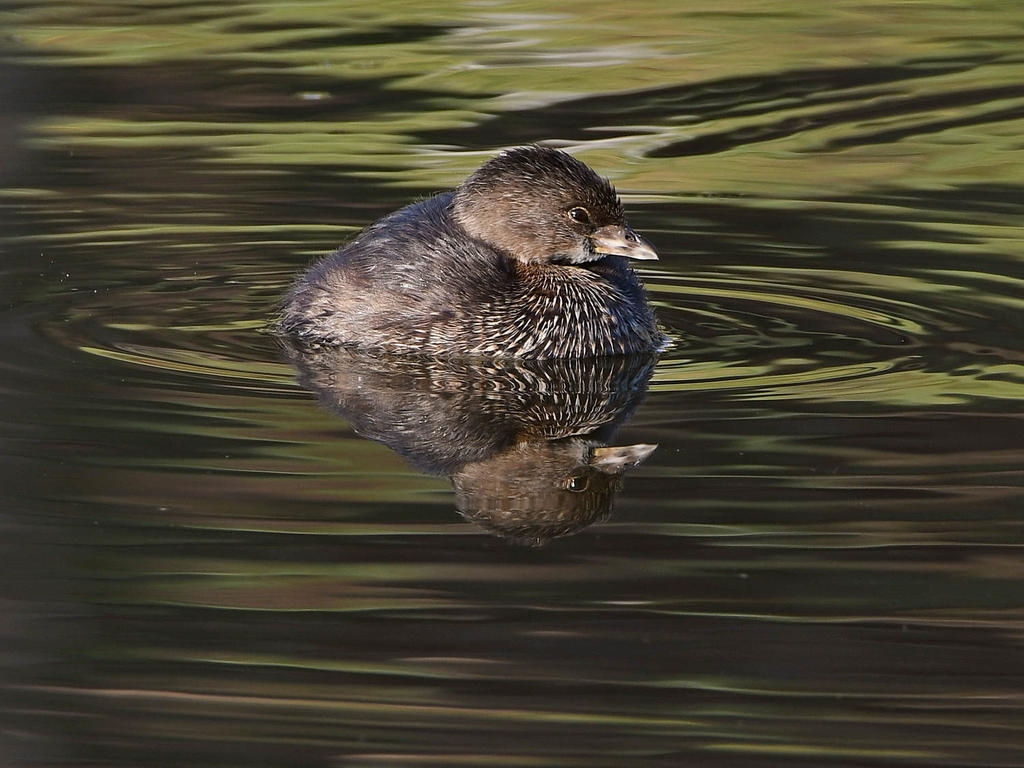 Grebe7.jpg