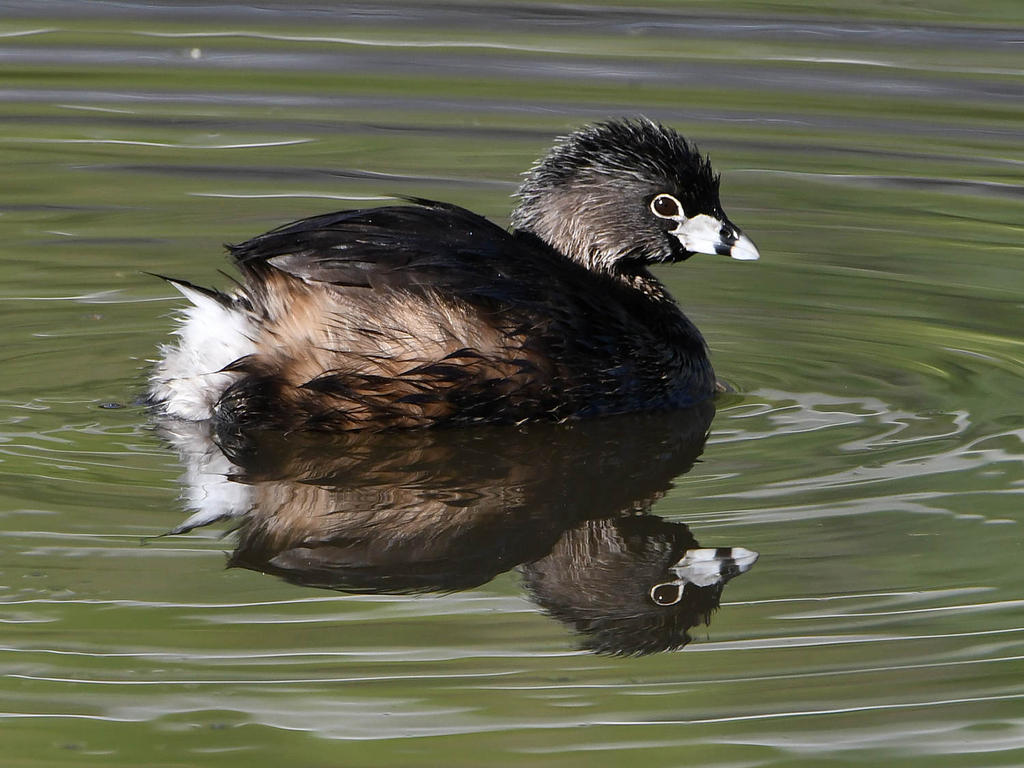 Grebe7.jpg