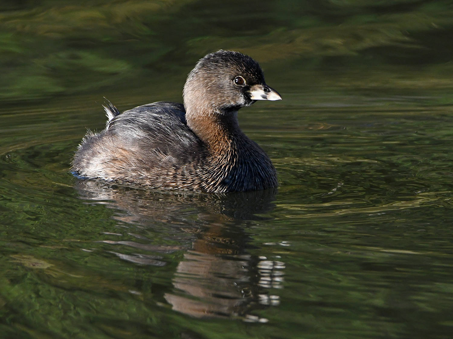 Grebe7.jpg