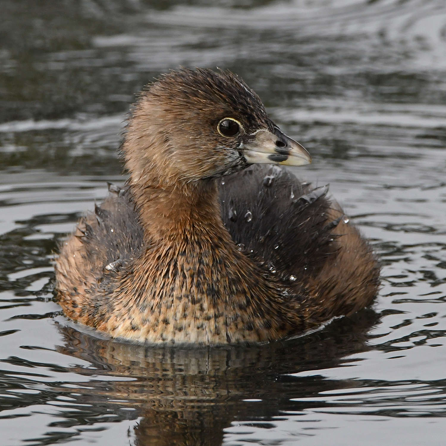Grebe7.jpg