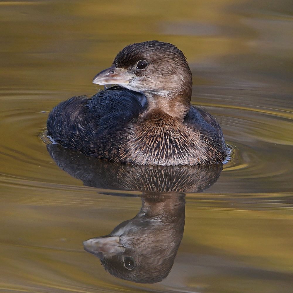 Grebe8.jpg