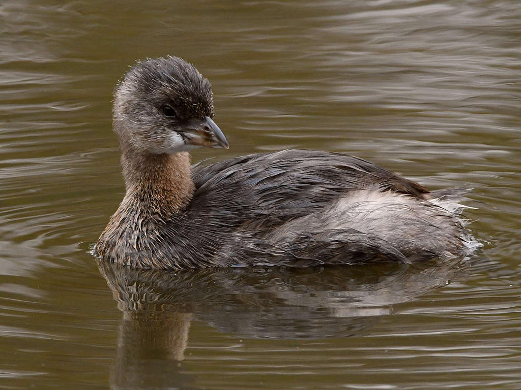 Grebe8.jpg