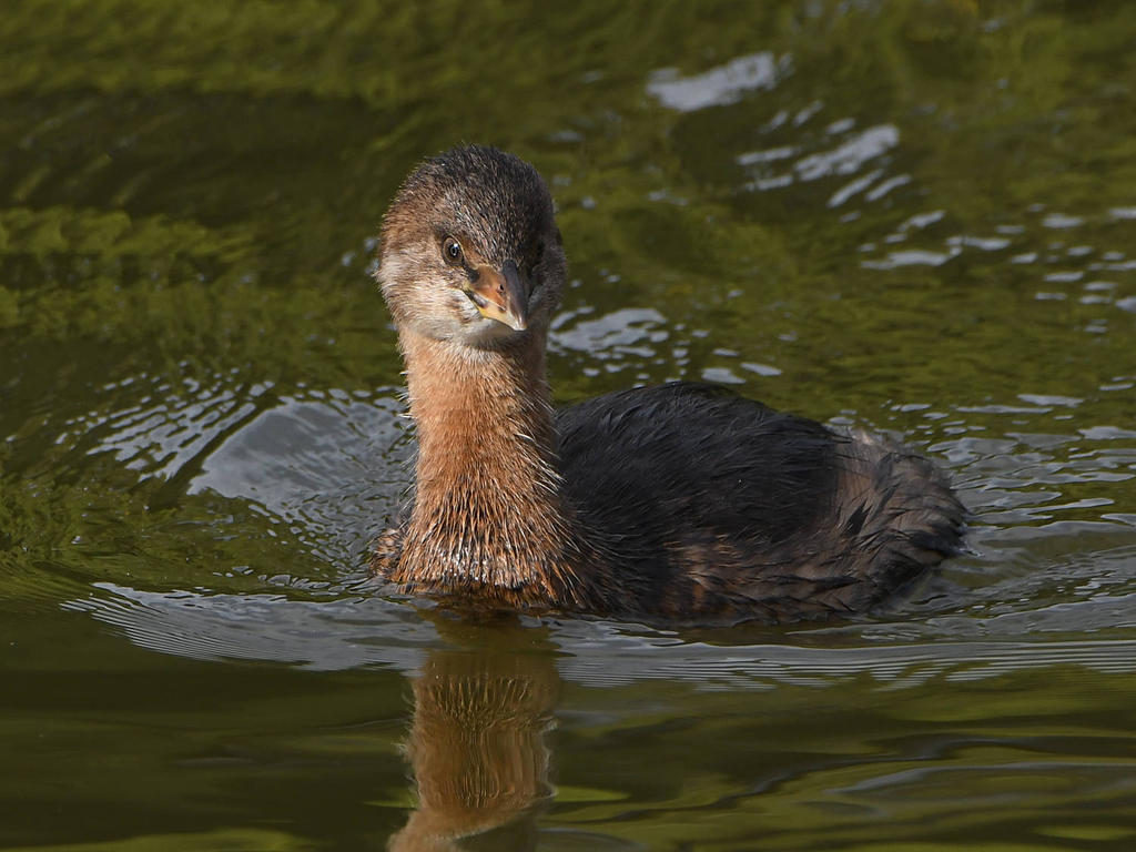Grebe8.jpg