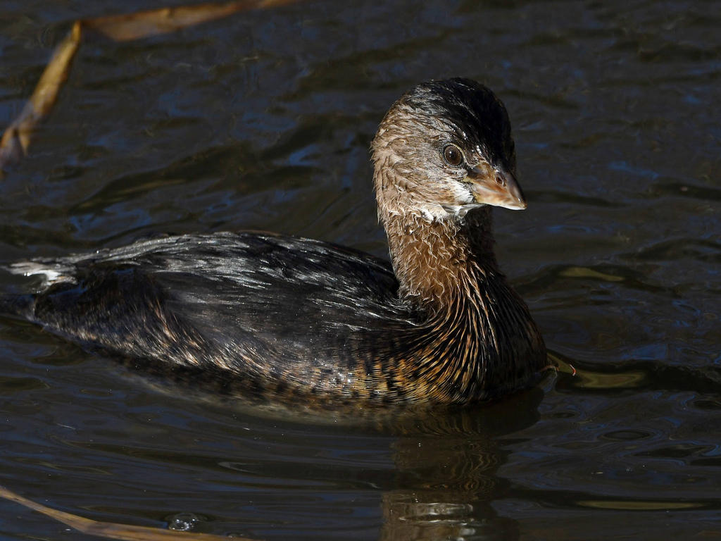 Grebe8.jpg