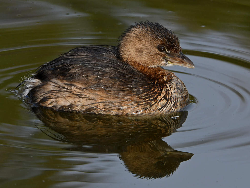 Grebe8.jpg