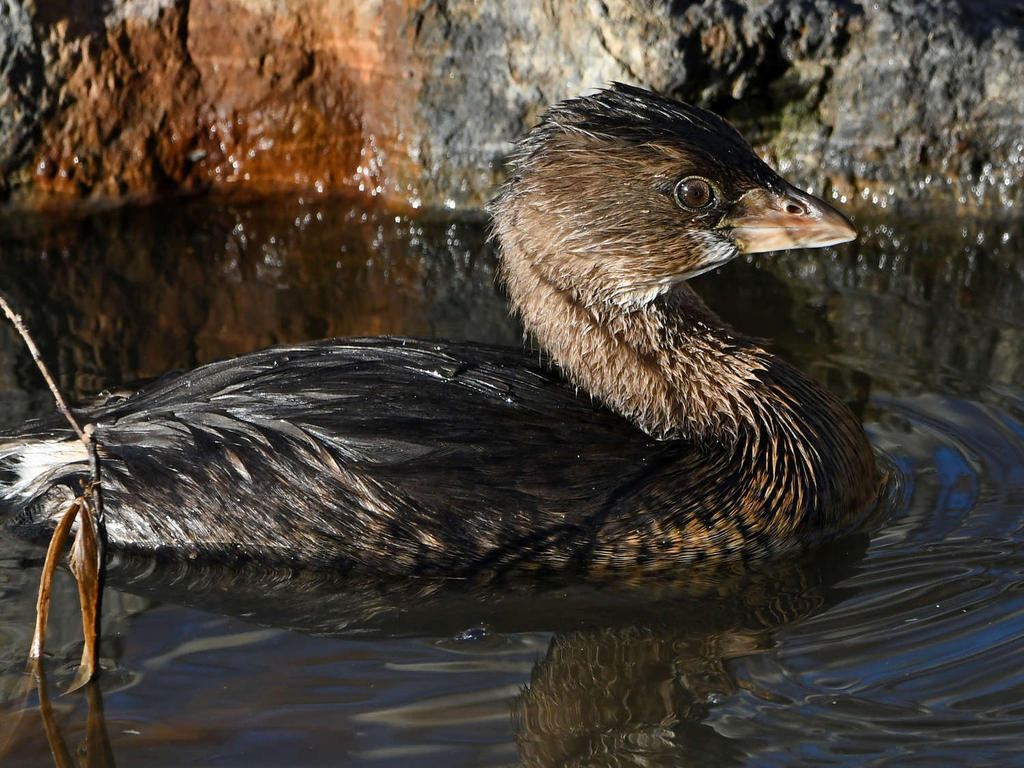 Grebe9.jpg