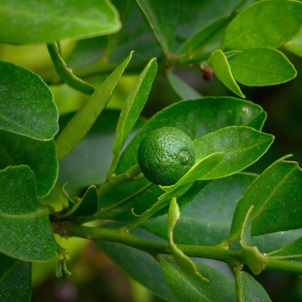 green-1.jpg