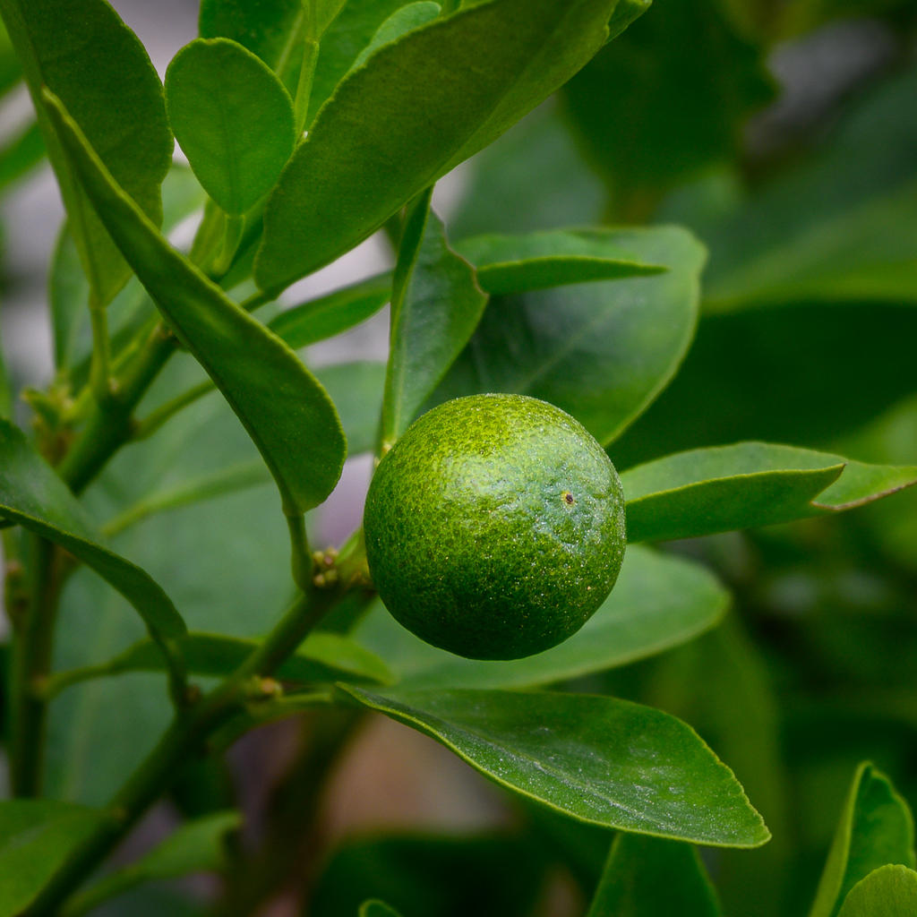 green-2.jpg