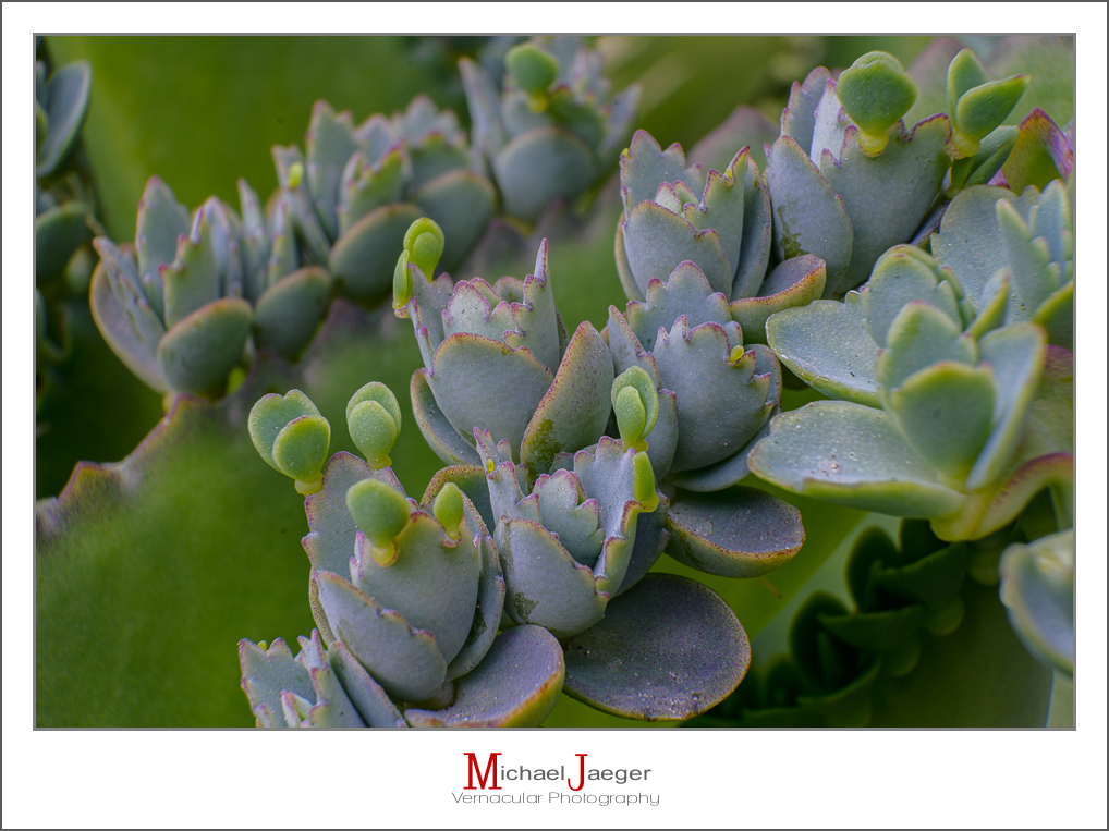 green-3.jpg