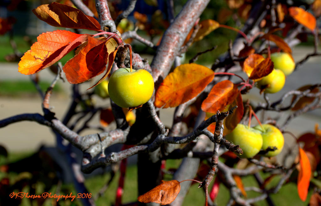Green Apple Tree 10-9-2016.jpg