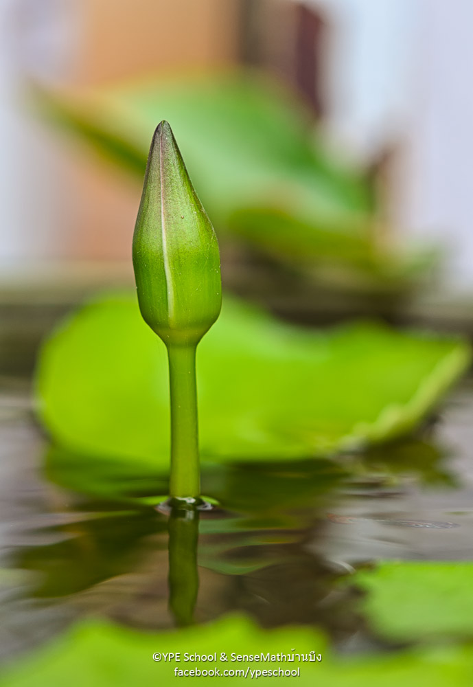 green-bud-1.jpg