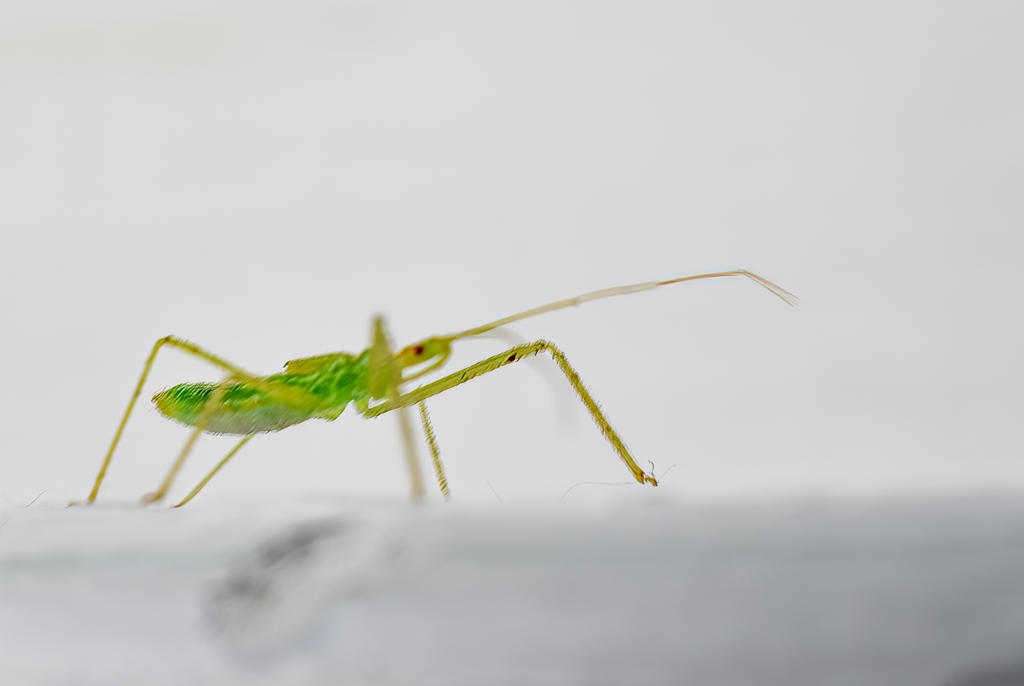 Green Bug 2 (1 of 1).jpg