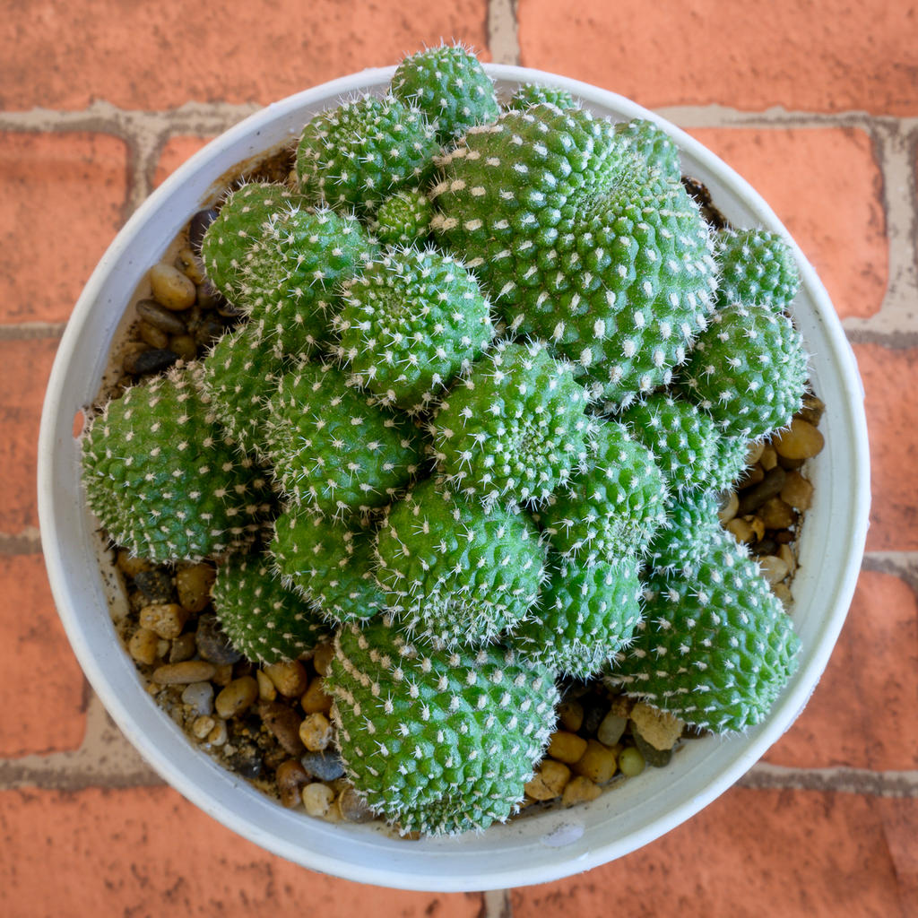 green-cactus-1-2.jpg