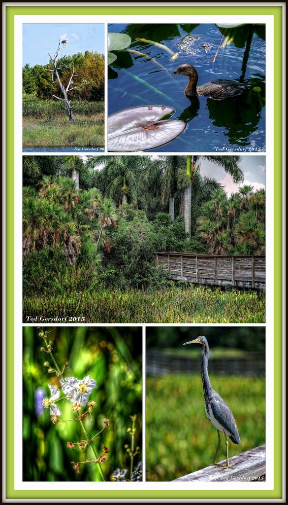 Green Cay 11-01-2015.jpg
