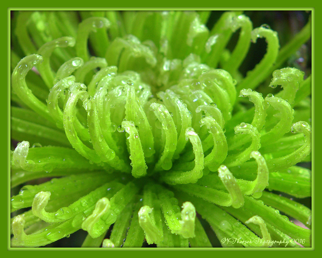 Green Flower 1-24-2016.jpg