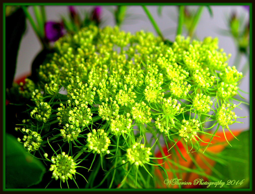 Green Flower.jpg