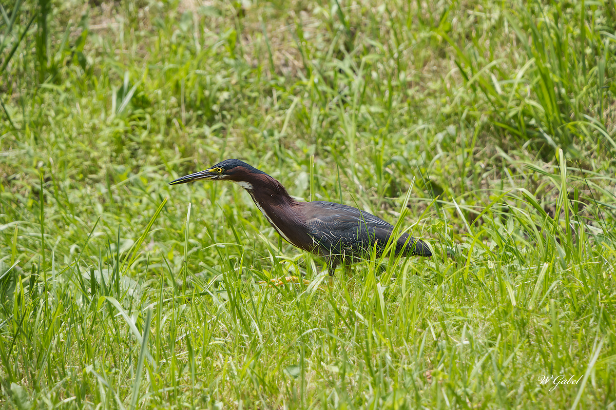 Green heron sm.jpg