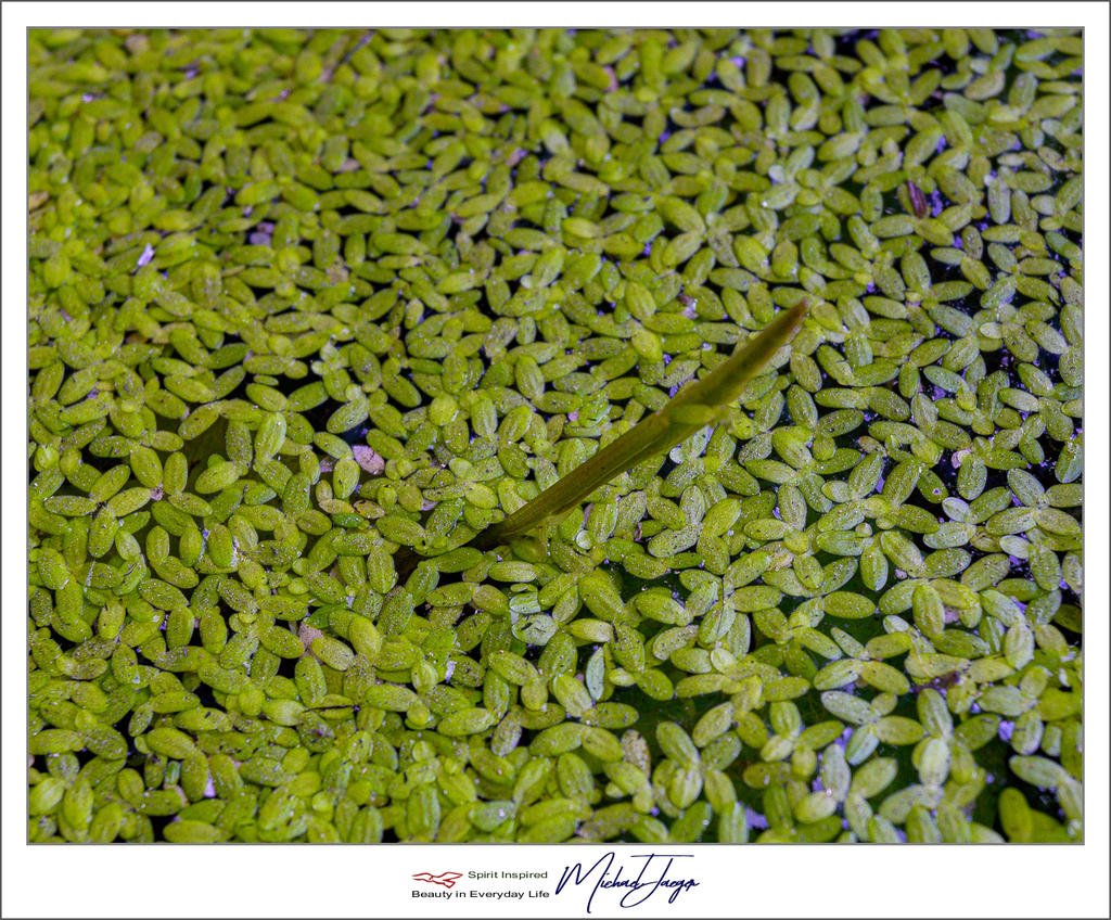 green-in-green-1.jpg