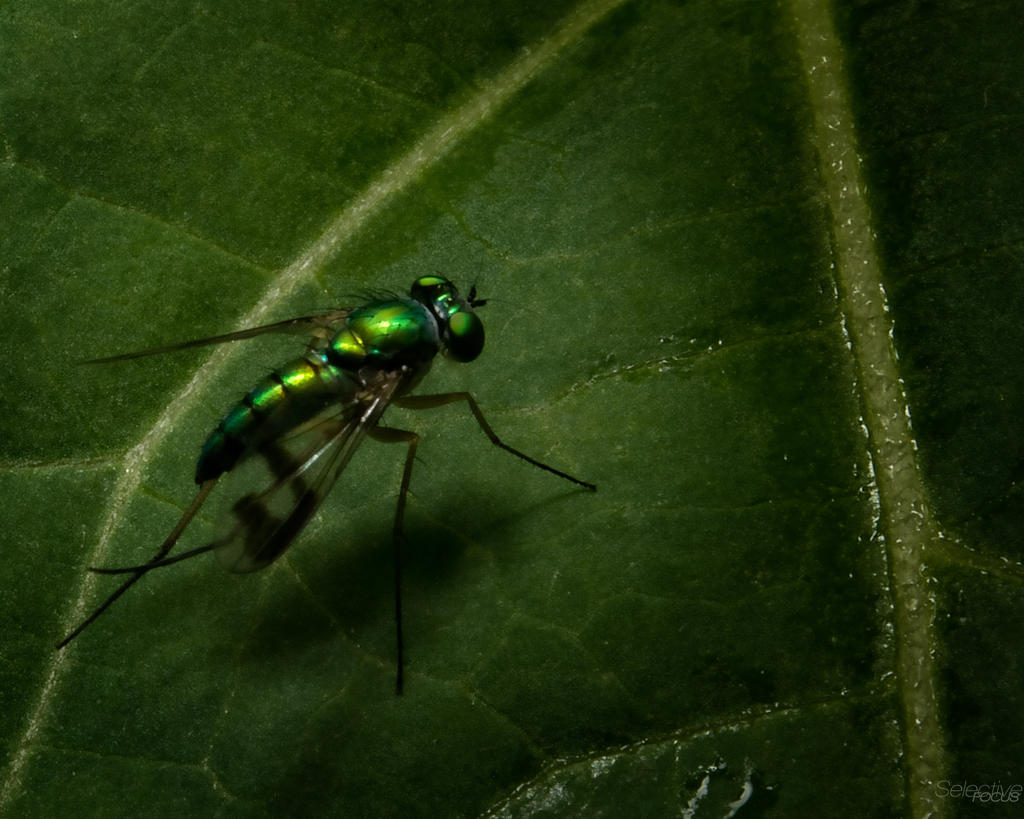 Green.jpg