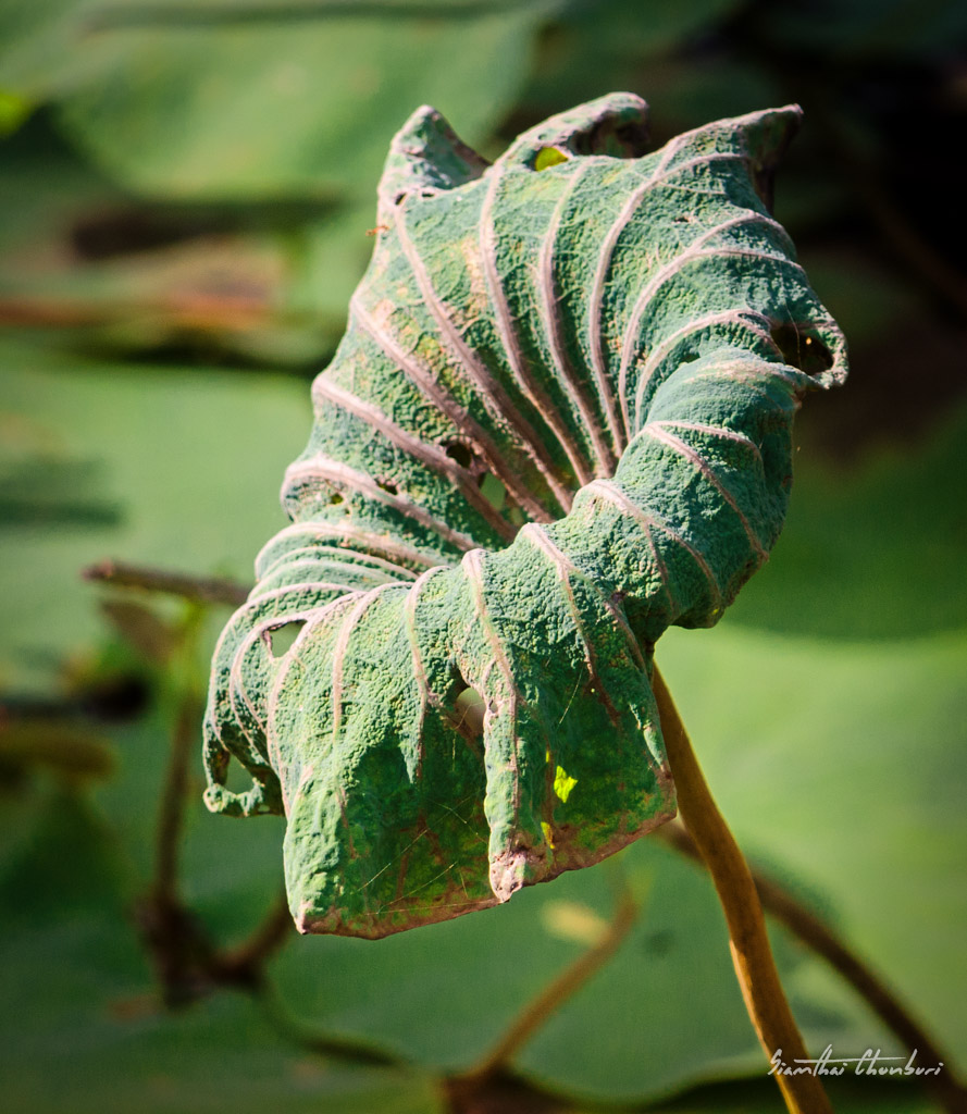 green-leaf-1.jpg