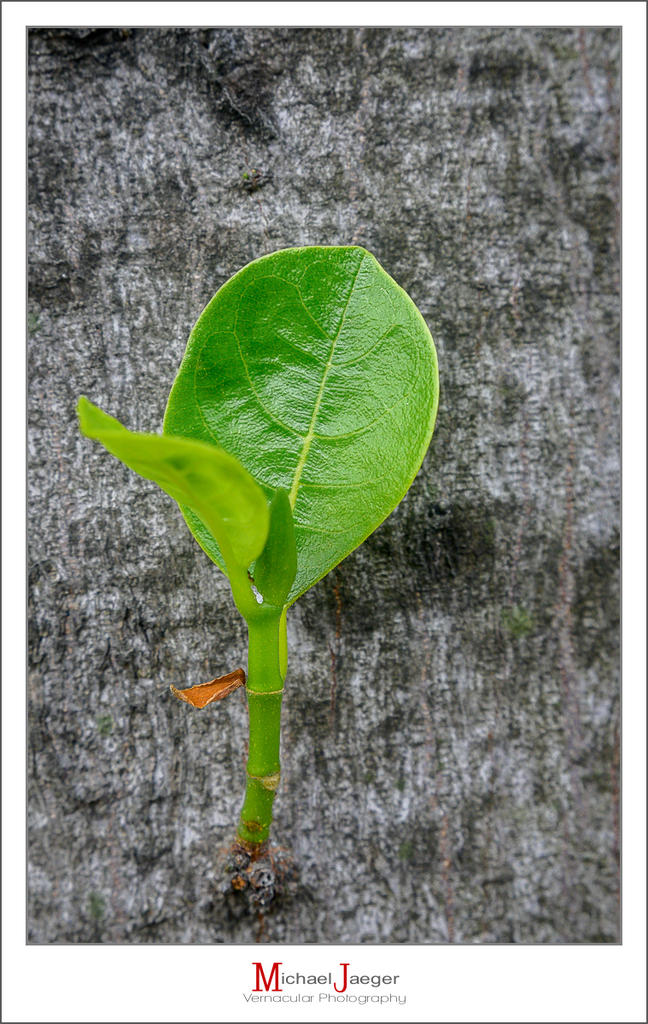 green-leaf-1.jpg