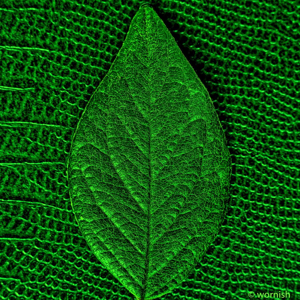 Green Leaf.jpg