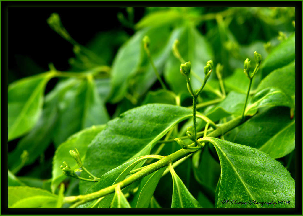 Green Leaves 4-28-2016.jpg