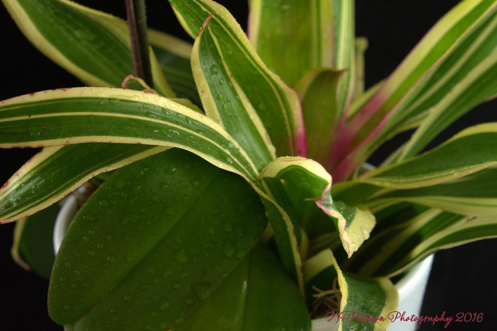 Green Leaves 8-24-2016.jpg