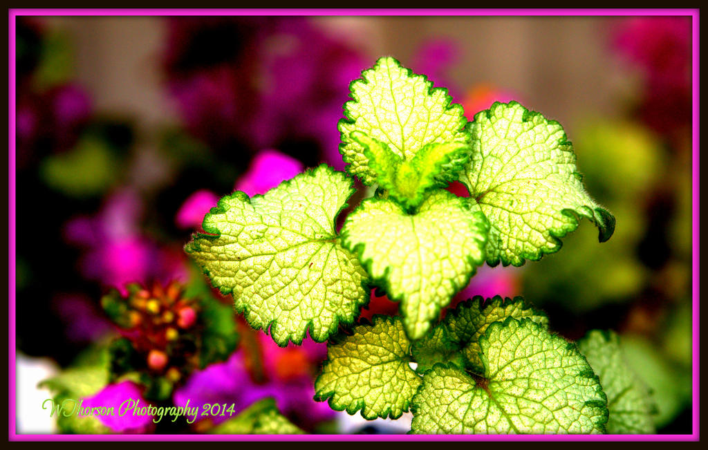 Green Leaves.jpg
