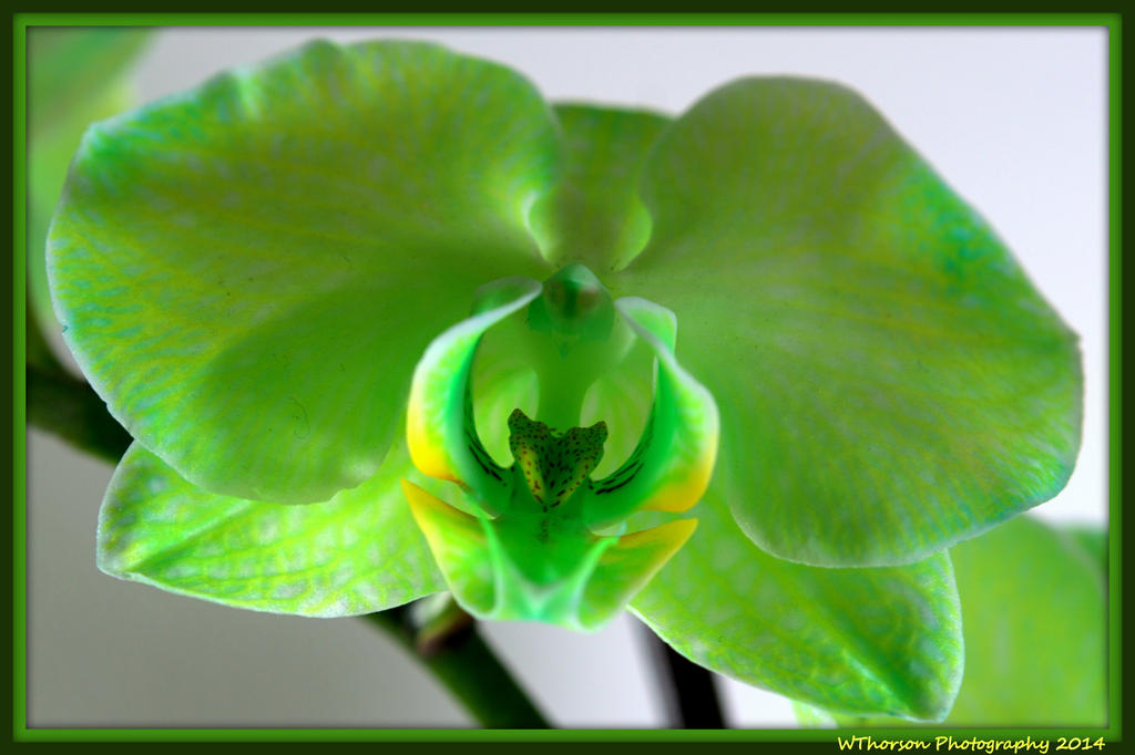 Green Orchid 2.jpg