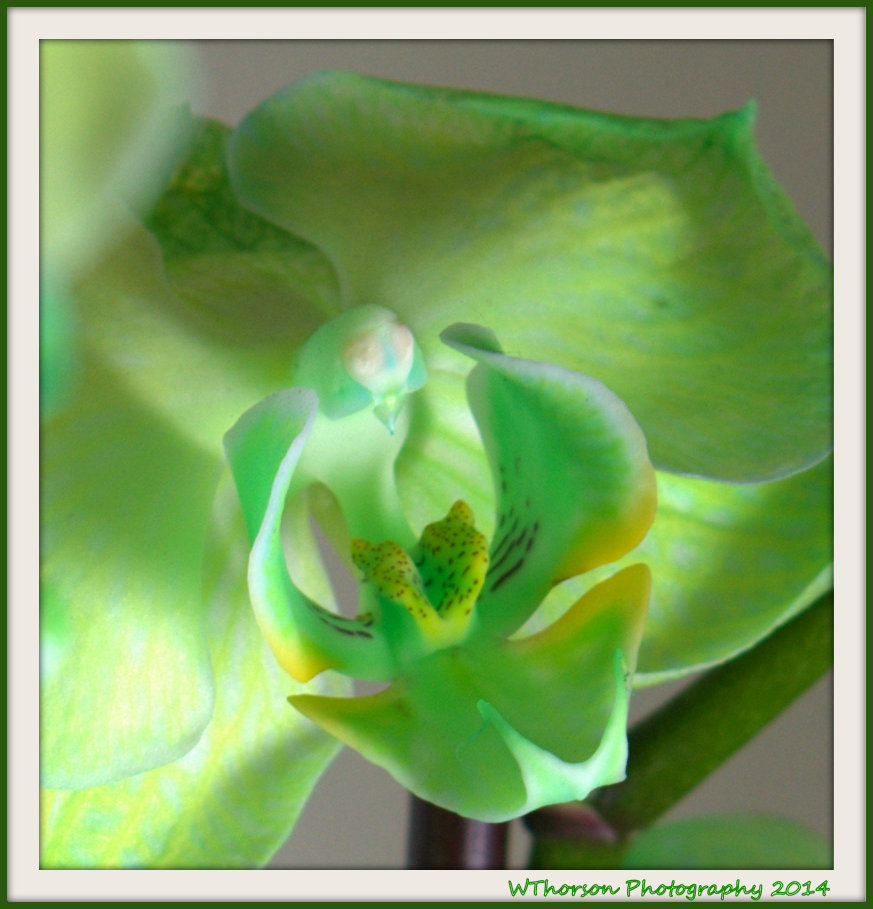 Green Orchid Close Up.jpg