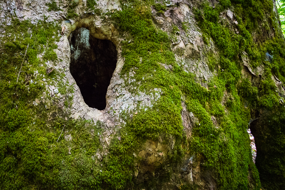 green portal (1 of 1).jpg
