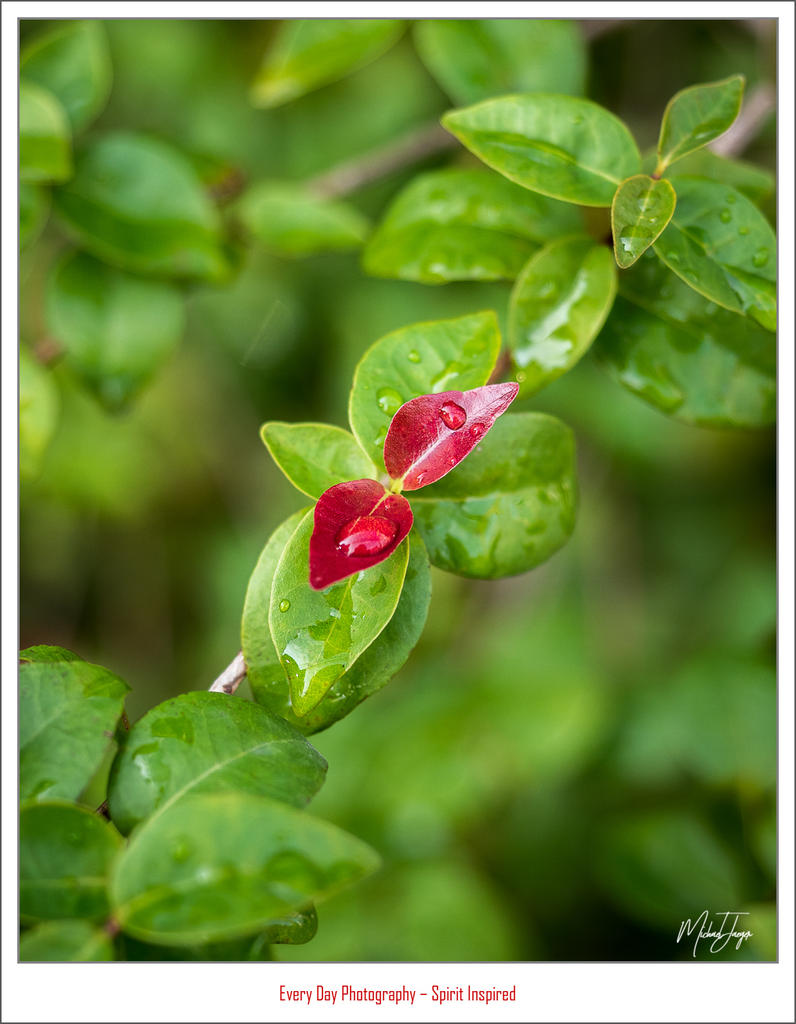 green-red-1.jpg