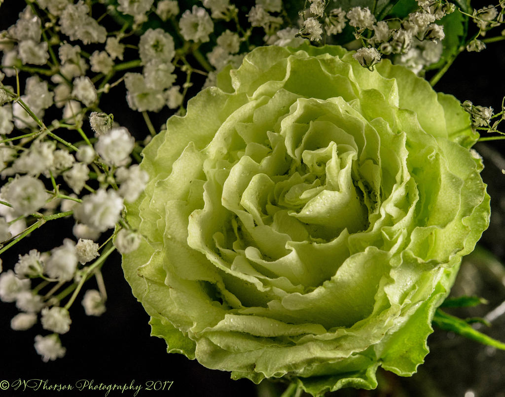 Green Rose #2 4-20-2017.jpg