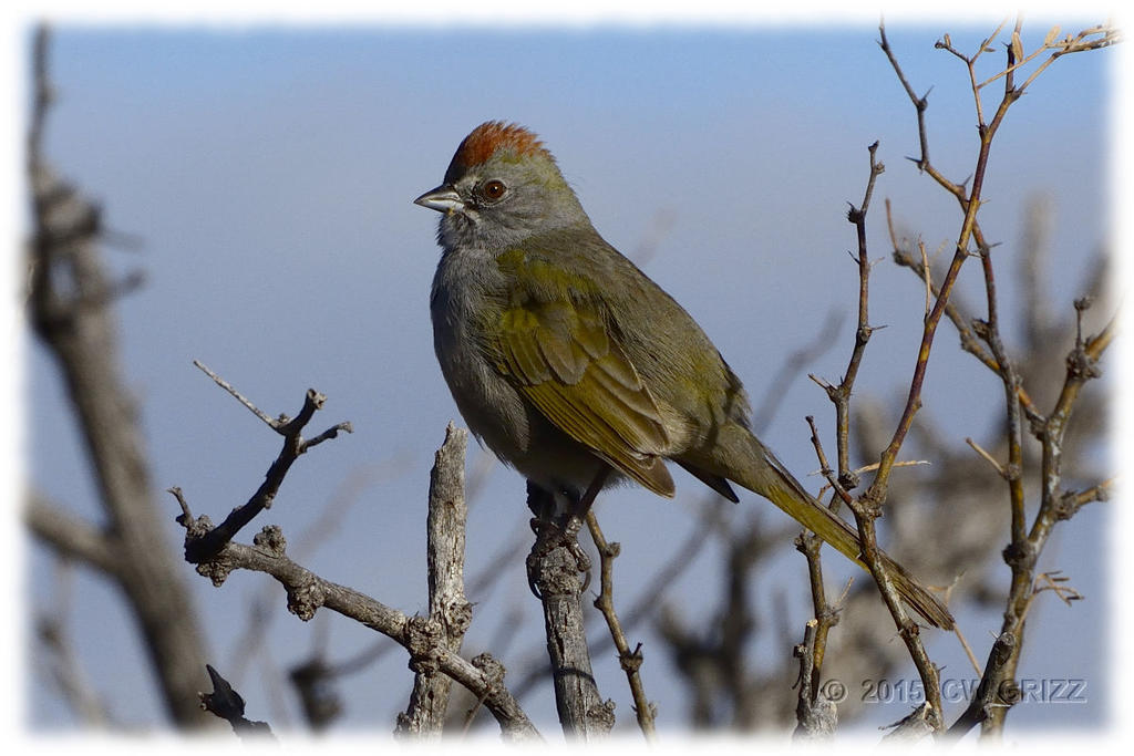 green-tailed-towhee_cr_D71_DSC0324.jpg