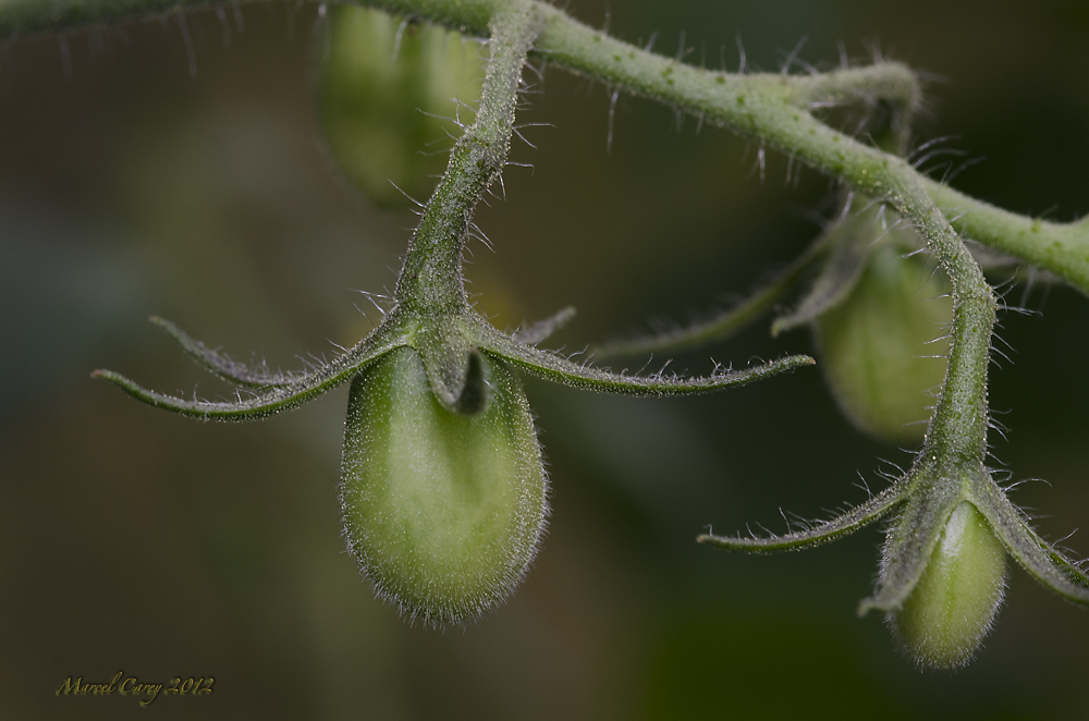 Green tomatoes.jpg