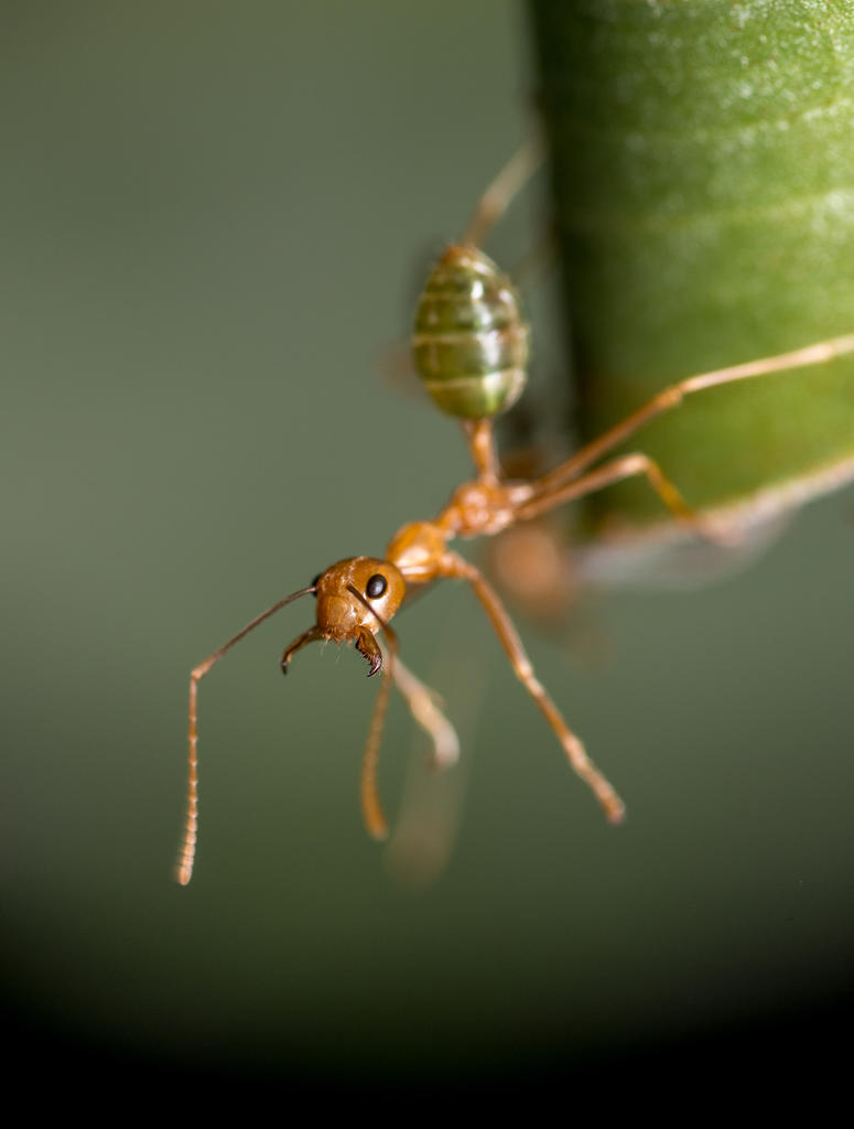 Green Tree Ant.jpg