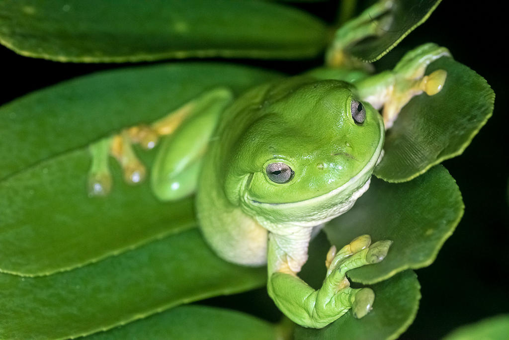 Green Tree Frog-1-3.jpg