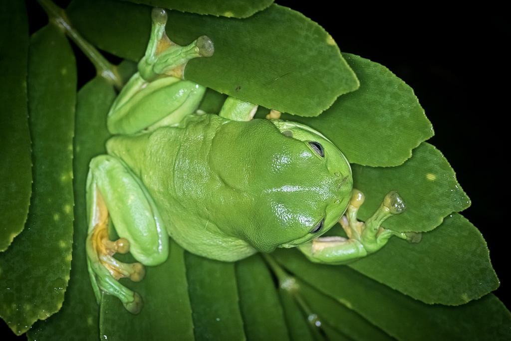 Green Tree Frog-1-4.jpg