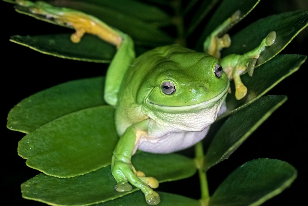 Green Tree Frog-1.jpg