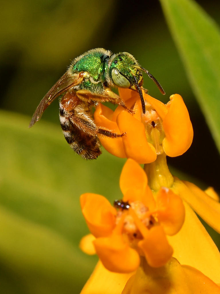 GreenBee.jpg