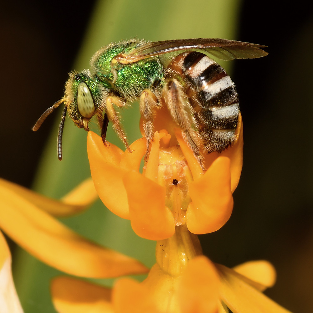 GreenBee4.jpg