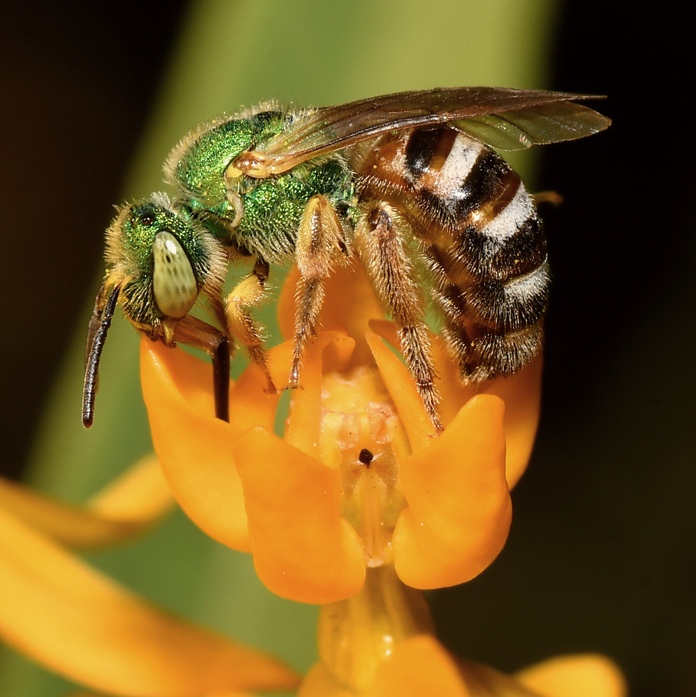 GreenBee5.jpg